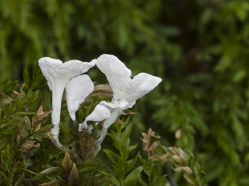 Cyphellostereum laeve